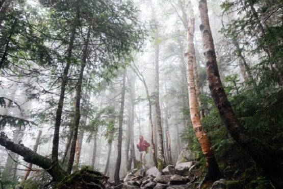birch_tree_adventure_outdoors_forest_man_hiking_trekking-1087235